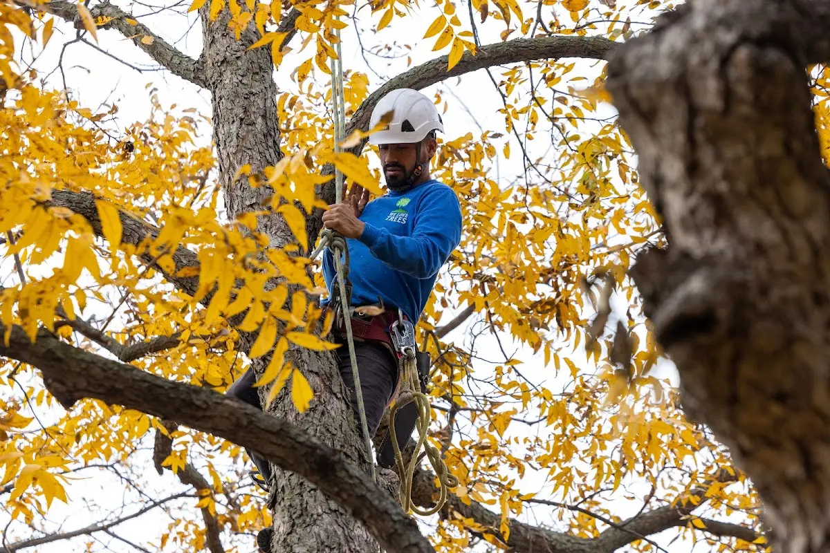 Skilled Tree Transplanting crew working in Lakeville