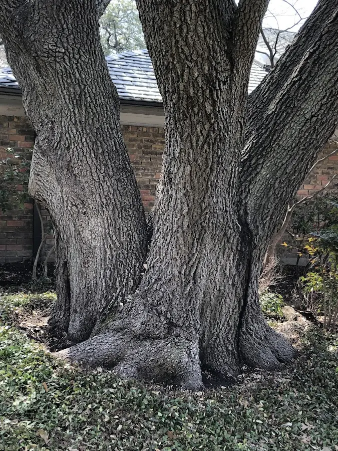 Mature heritage tree close to a Lakeville property cared for by certified arborists
